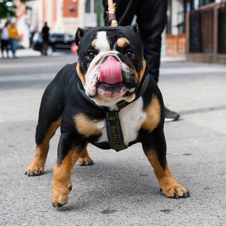 The Dogistさんのインスタグラム写真 - (The DogistInstagram)「Kenji, English Bulldog, 129th & Adam Clayton Powell Jr. Blvd., New York, NY • “Playful and crazy.”」6月9日 4時15分 - thedogist
