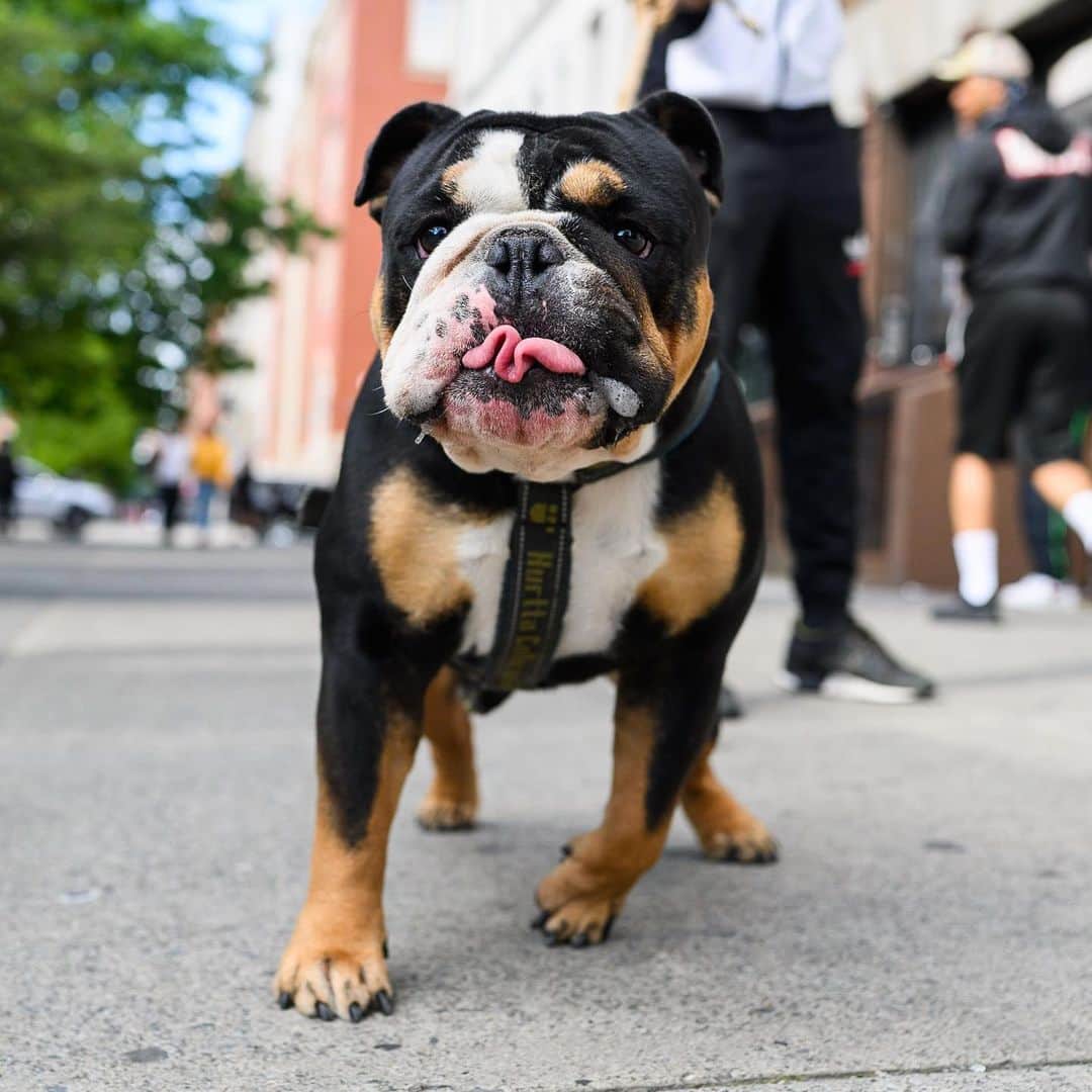 The Dogistさんのインスタグラム写真 - (The DogistInstagram)「Kenji, English Bulldog, 129th & Adam Clayton Powell Jr. Blvd., New York, NY • “Playful and crazy.”」6月9日 4時15分 - thedogist