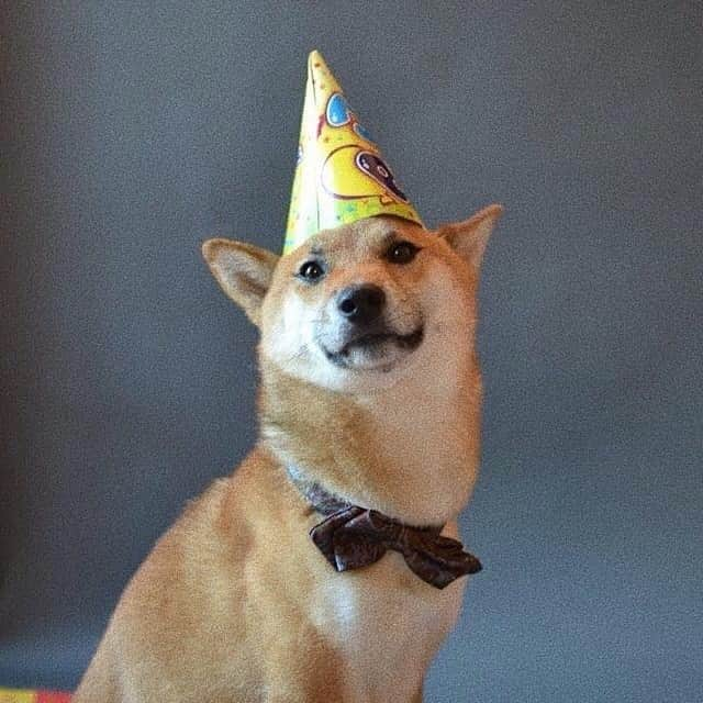 じぇっとさんさんのインスタグラム写真 - (じぇっとさんInstagram)「today it’s my birthday ✨🎈🎉🎊🎁」6月9日 4時44分 - jetsan_shiba