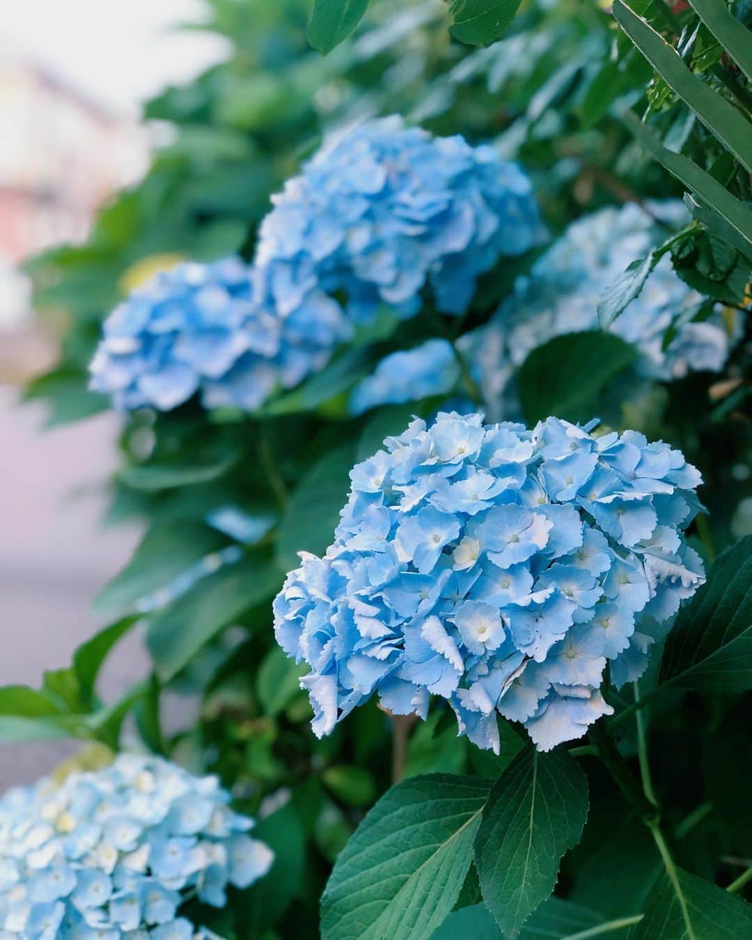 風子さんのインスタグラム写真 - (風子Instagram)「#紫陽花 #6月」6月8日 20時28分 - pchan030
