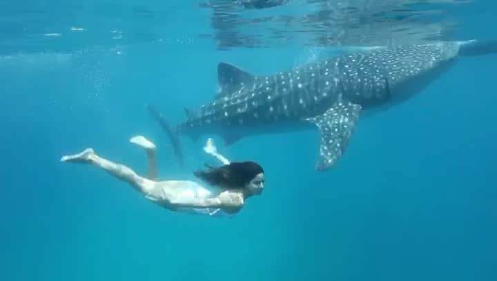 カトリーナ・カイフのインスタグラム：「#tb to A beautiful day in the ocean 🌊 with my most incredible friend 🐳」