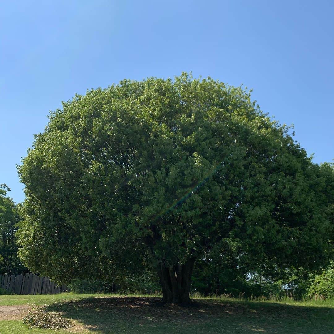 美城れんのインスタグラム：「今日は…この木何の木？みたいな木🌳 やっぱり、綺麗な青空と緑は、気分がスカッとする！😄🌳✨🌞 今日も、全てに心からの感謝を…😌✨✨ mahalo✨✨✨」