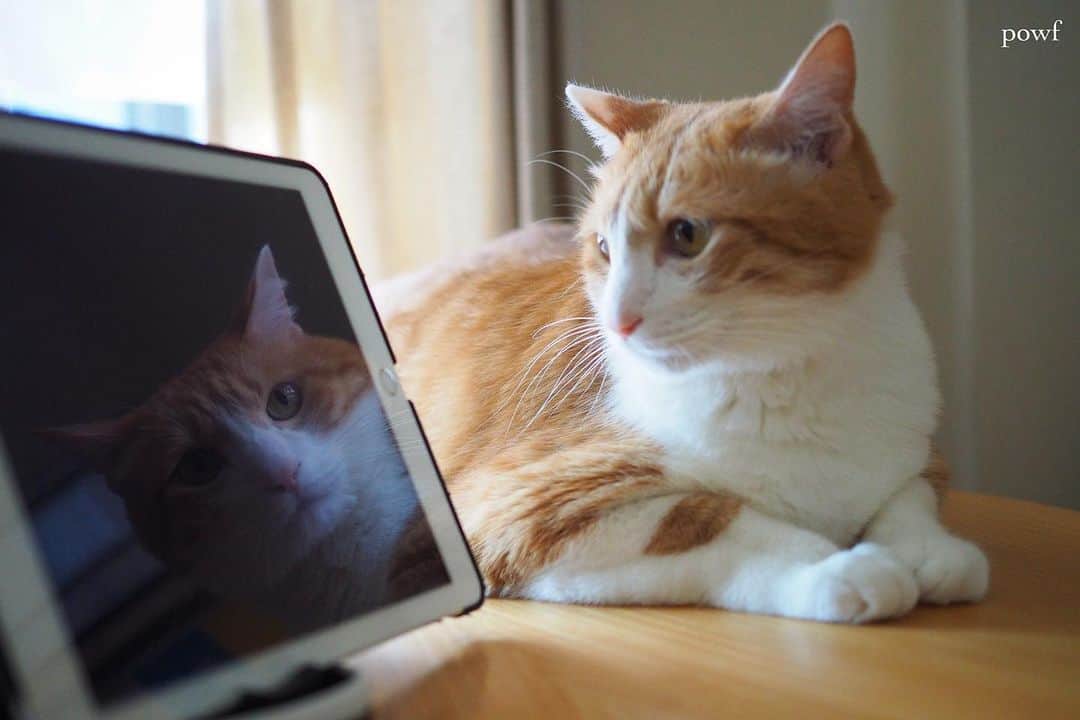 anemone_69のインスタグラム：「. #ipad鏡 . . #ハカセとキョウジュ #茶トラ白 #茶白 #cat #猫 #保護猫 . . .」