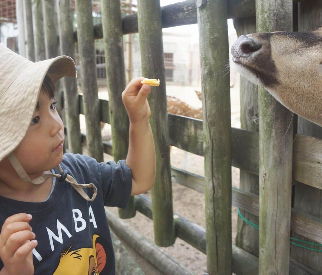 猪村有希のインスタグラム：「お誕生日当日は動物園へ🐘﻿ ひたすら餌やり😆！﻿ 楽しめたみたいでよかった👦🏻♪﻿ ﻿ #東武動物公園﻿ #動物園﻿ #3歳誕生日 ﻿ #男の子ママ﻿ #2歳差育児﻿ #2歳差兄弟﻿ ﻿ ﻿ ﻿」