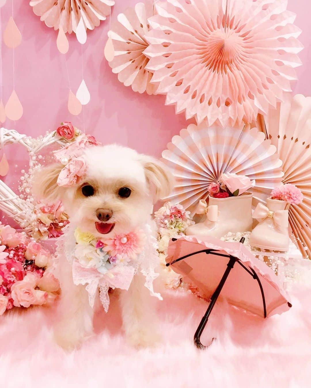 寿リリカさんのインスタグラム写真 - (寿リリカInstagram)「♡ こんばんワン💓🐶💓 ♡ ♡ #チワプー #トリミング #trimming #dogstagram」6月8日 22時09分 - ririkakotobuki