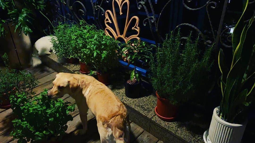 エルヴァ・シャオのインスタグラム：「THE Garden  #castout #fears」