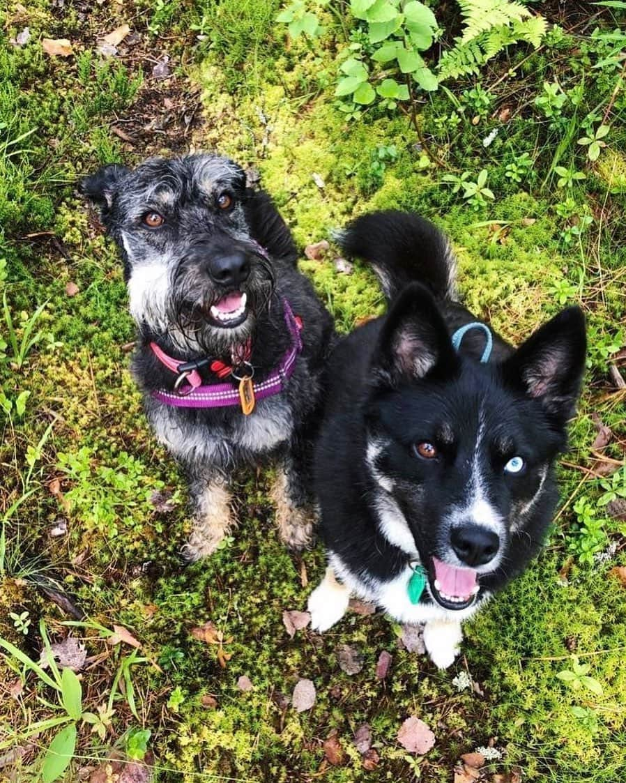 リュボーフィ・エフィメンコのインスタグラム：「The goodest girls 🐾💚」