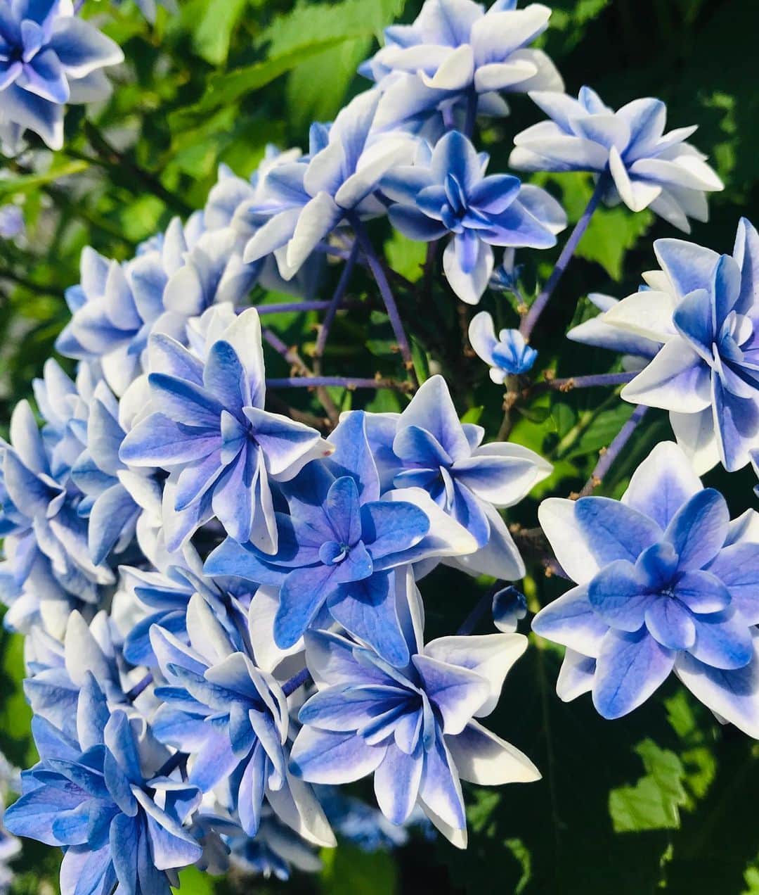尾木直樹さんのインスタグラム写真 - (尾木直樹Instagram)「斑入りの珍しい紫陽花。見つけて感動しました(^_^)ブルーと白い斑入りが鮮やか - #紫陽花#斑入り#鮮やかなブルー#尾木ママ」6月8日 22時38分 - oginaoki_ogimama