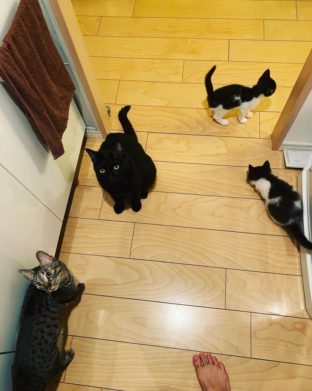 亜生さんのインスタグラム写真 - (亜生Instagram)「ご飯の時間 #捨て猫 #保護猫 #銀次郎 #藤 #チョウモウ #タンモウ #助六はいつも机の上に #猫多い #家帰って来たらいつも思う #猫多すぎる」6月8日 23時03分 - aseihurricane