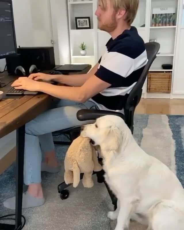The Critter Havenのインスタグラム：「Play with me please  Video by @ladyandtheblues  #TheCritterHaven」