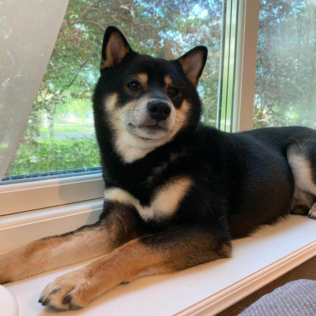 ?Fricko the Shiba Inu?のインスタグラム：「This is Keaton’s favorite spot☺️ 🐾 🐾 🐾 🐾 #Keaton #🐶 #shiba #shibainu #dog #柴犬 #黒柴 #子犬 #shibalovers #shibaholics #dogoftheday #dogslife #weeklyfluff  #dogstagram  #dogscorner #shibapuppy #puppiesofinstagram」