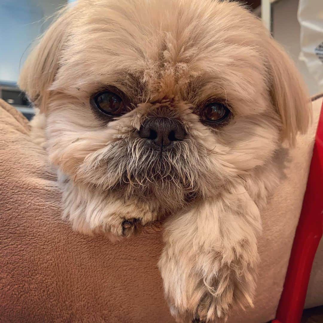 Dougie the Shih Tzuさんのインスタグラム写真 - (Dougie the Shih TzuInstagram)「Boo boo bear 🐻」6月8日 23時14分 - dailydougie