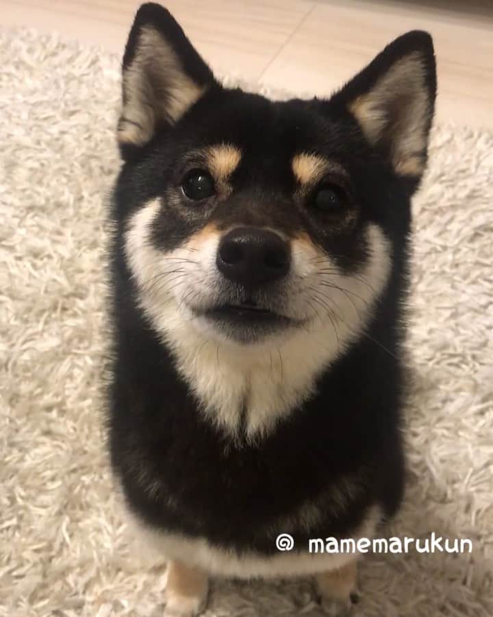 まめ丸のインスタグラム：「* * おやつ🍪がまちきれなくて コマンドむししちゃうぼく🐶💓 * I can't wait to eat snack🐶💓 #icantwaittoeatsnack * #なんか文句言ってる #なぜかクルリン🌀 #そしてジャンプ * #柴犬#豆柴#柴#黒柴#犬#ふわもこ部#いぬのきもち#しばいぬ#shiba#shibainu#shibastagram#shibadog#puppy#instadog#dogstagram#dog#9gag#pet#petstagram#adorable#강아지#shibe#weeklyfluff」
