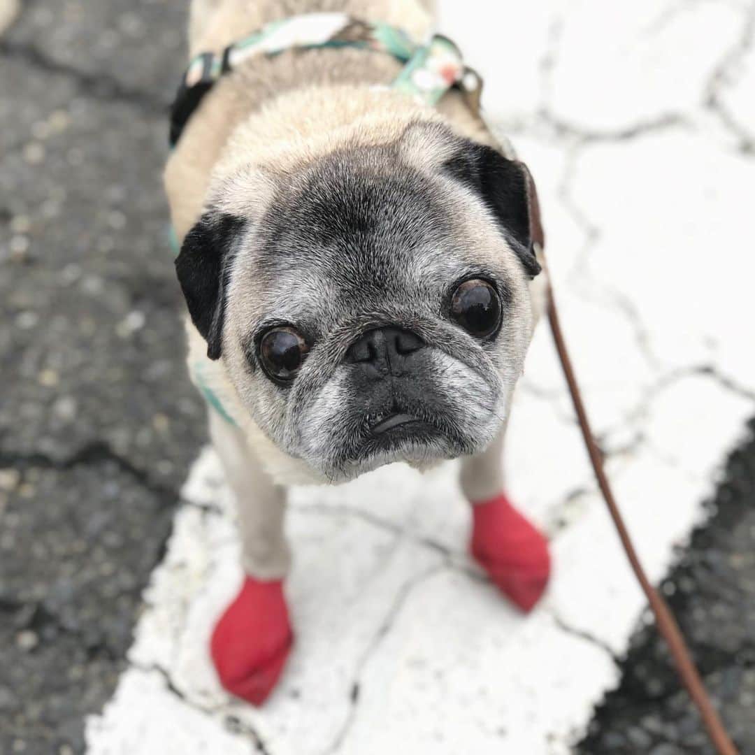 八兵衛のインスタグラム：「Hachibei🐶 * *  #ほぼ黒パグ #おじいちゃん犬 #pug #puggy #puglife #puglove #petstagram #pugstagram #pugsofinstagram #pugs #dog #ふわもこ部  @igersjp #IGersJP #east_dog_japan #pecoイヌ部 #八兵衛 #はちべえ #朝ワンコ夕ニャンコ」