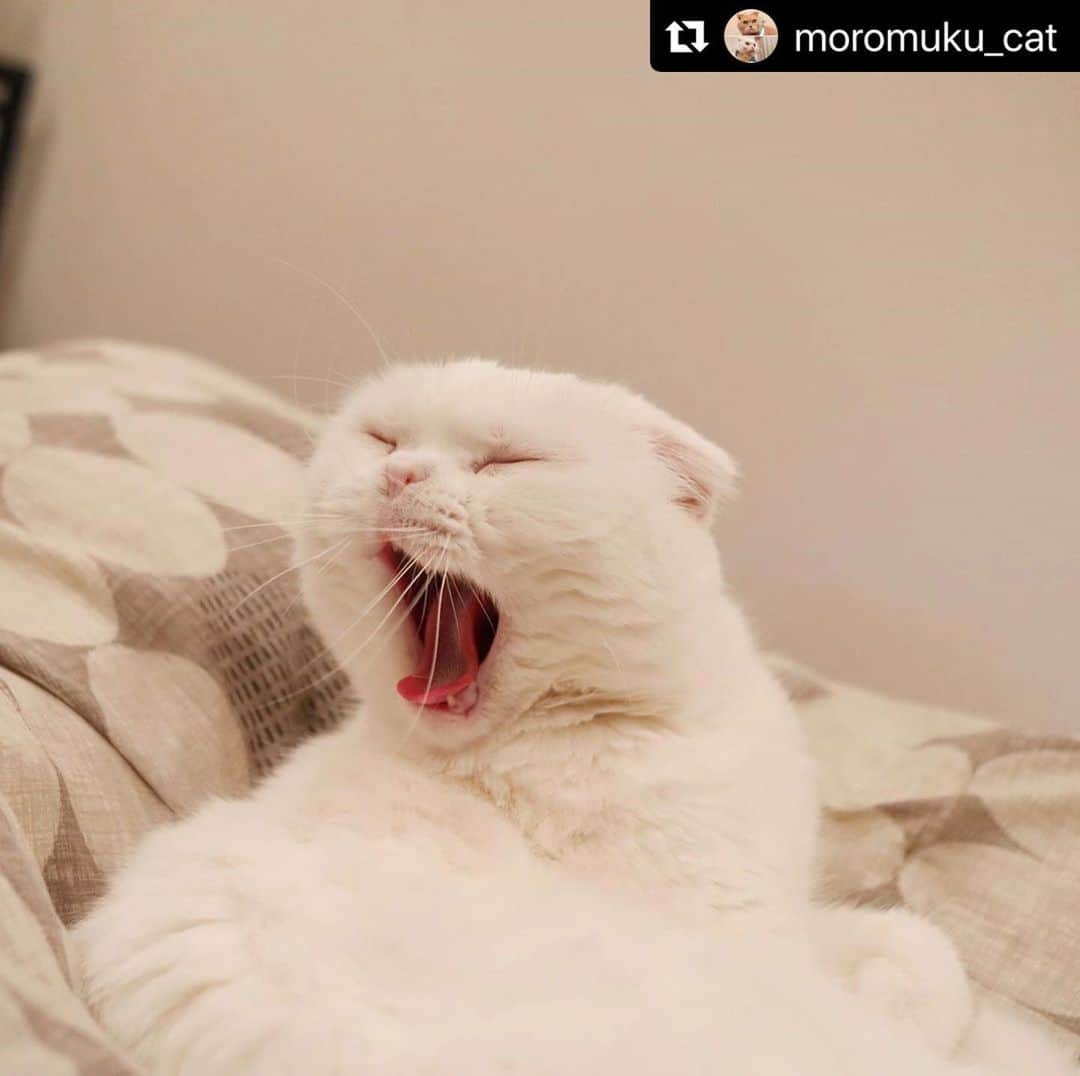ねこさんのインスタグラム写真 - (ねこInstagram)「【#ねこは人を笑顔にする】❣️ 😴😴😴もう寝るっ @moromuku_cat さん、ありがとう🌕😪💕 #Repost @moromuku_cat with @make_repost ・・・ . かわいいあくびだってたまにはできるんだぜ・・・？🤨 . . @moromuku_cat . #謎猫 #クセねこ #猫 #ねこは人を笑顔にする #猫好き #ネコ部 #猫部 #にゃんこ #猫すたぐらむ #にゃんすたぐらむ #にゃんだふるらいふ #ねこさん #スコティッシュフォールド #ねこのいる生活 #白いスコちゃん同盟 #猫モフー #猫がいる幸せ #かわいい #猫大好き #ねこのきもち #ねことおうち時間 #catphoto #instakitty #catsoftheworld #catmylove #scottishfold #ilovecat #playingcat #bestmeow」6月9日 0時04分 - neko_magazine