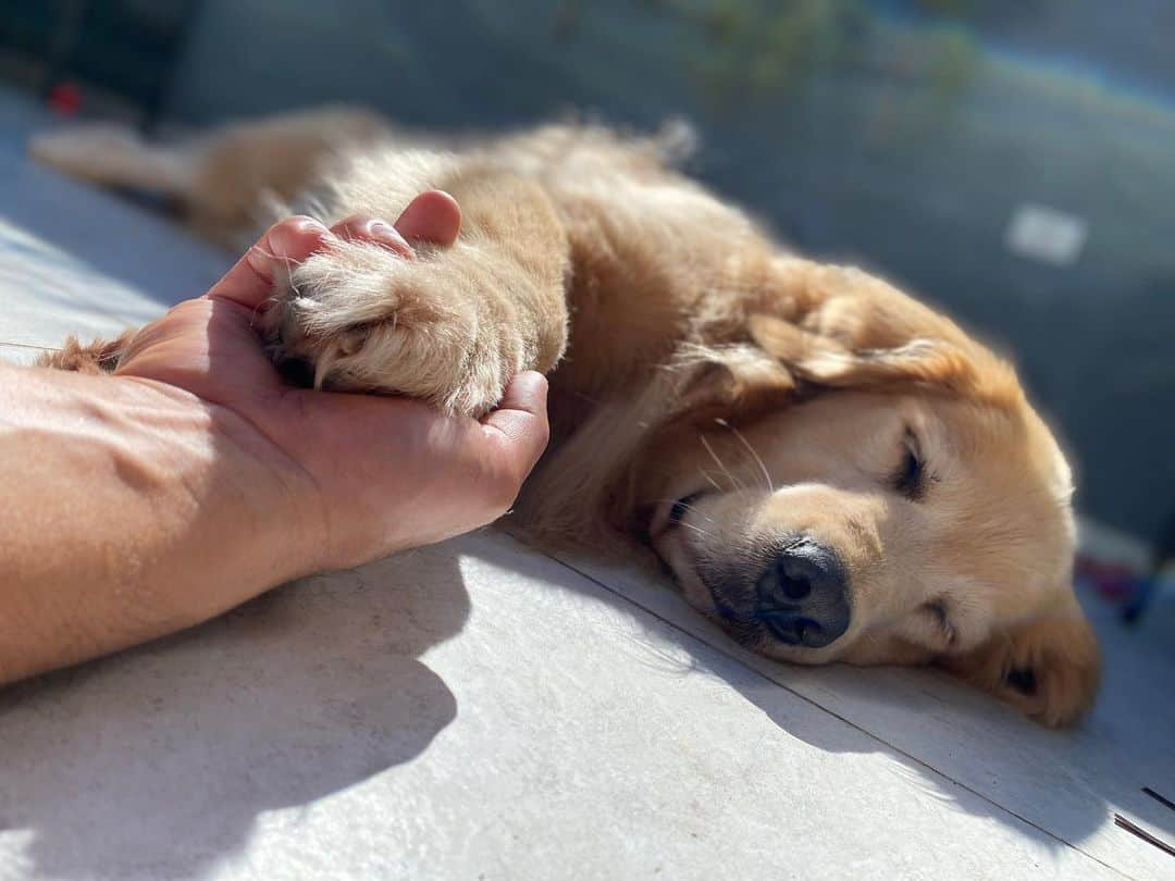 Bobさんのインスタグラム写真 - (BobInstagram)「Vitamina D juntos 😍☀️ . . . #pets #photooftheday #petsofinstagram #instagrammers #instagram #instadaily #vejasp #goldenretriever #goldenretrievers #goldenretrieversofinstagram #dogs #dogstyle #dogoftheday #dogsofinstagram #saopaulo #gudfriends #photography #coronavirus #covid #emcasa  __________________________________ Use nossos descontos  Cupom bob @petbamboo  Cupom BOBMARLEY30 @gud  Cupom bobmarley @cachorreiros_oficial  Cupom bob @dogfriendsforever  Cupom Marley @usthemp  Parceiros @crystalpetspa @animalfarma Tatuapé @msdpetstar @philipswalitabrasil @petassistencia @gabidablan」6月9日 0時18分 - bob_marley_goldenretriever