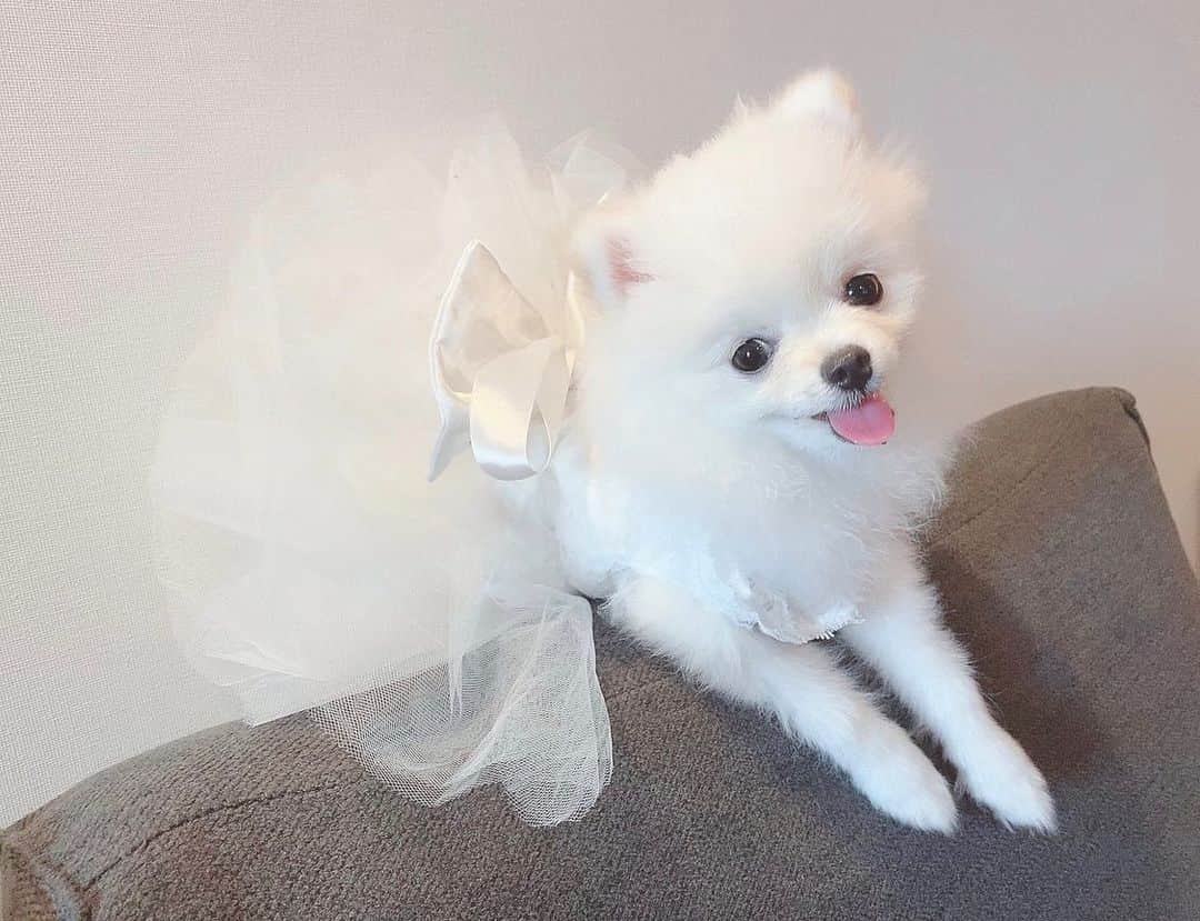 仙石みなみさんのインスタグラム写真 - (仙石みなみInstagram)「.🎀 ドレス着ちゃった♡ . #june #bride #dress #ポメラニアン #dog #わんこ #犬 #犬のいるくらし」6月9日 0時44分 - sengoku_minami