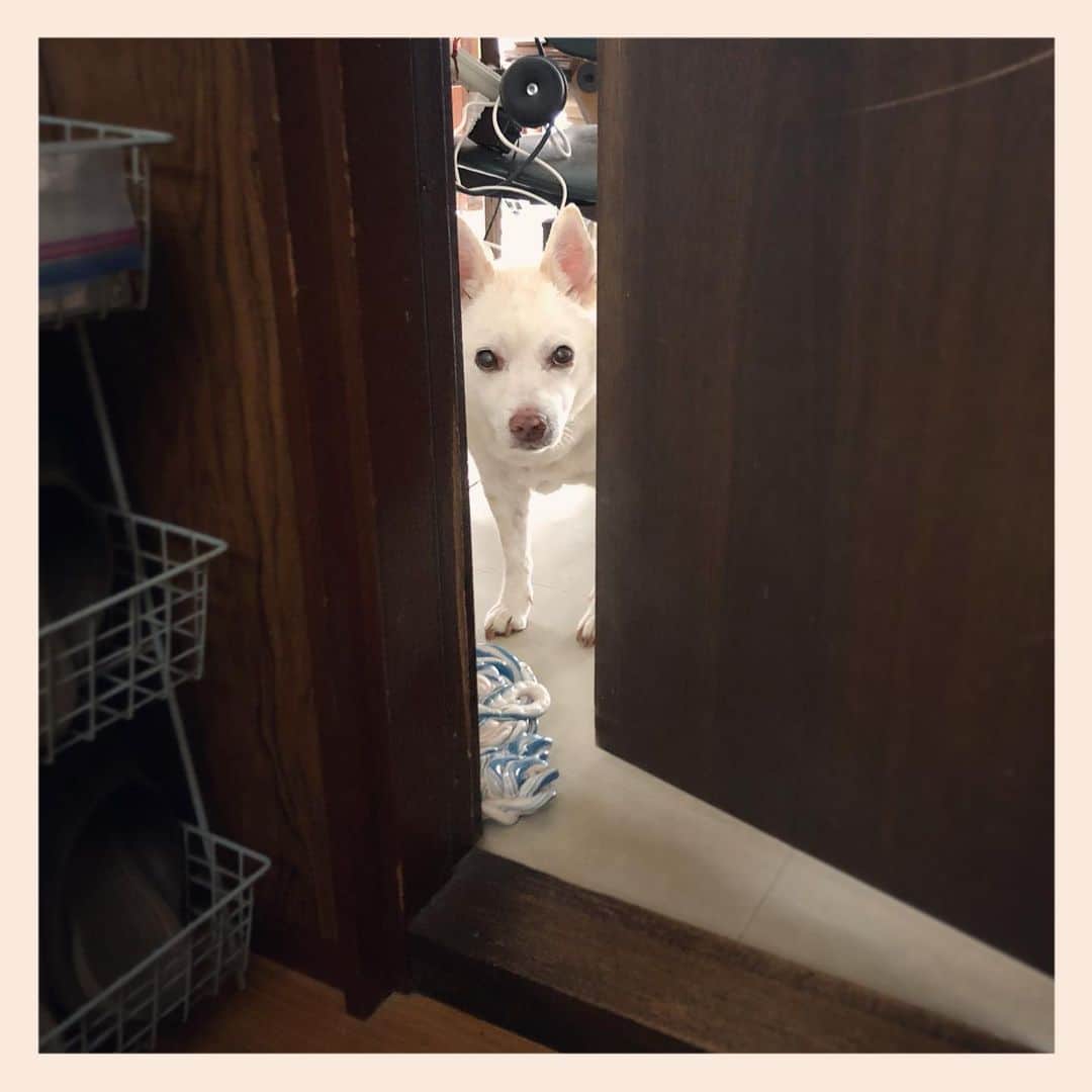 パンといっぴきのインスタグラム：「#元保護犬 #雑種犬 #crossbreed #mixdog」