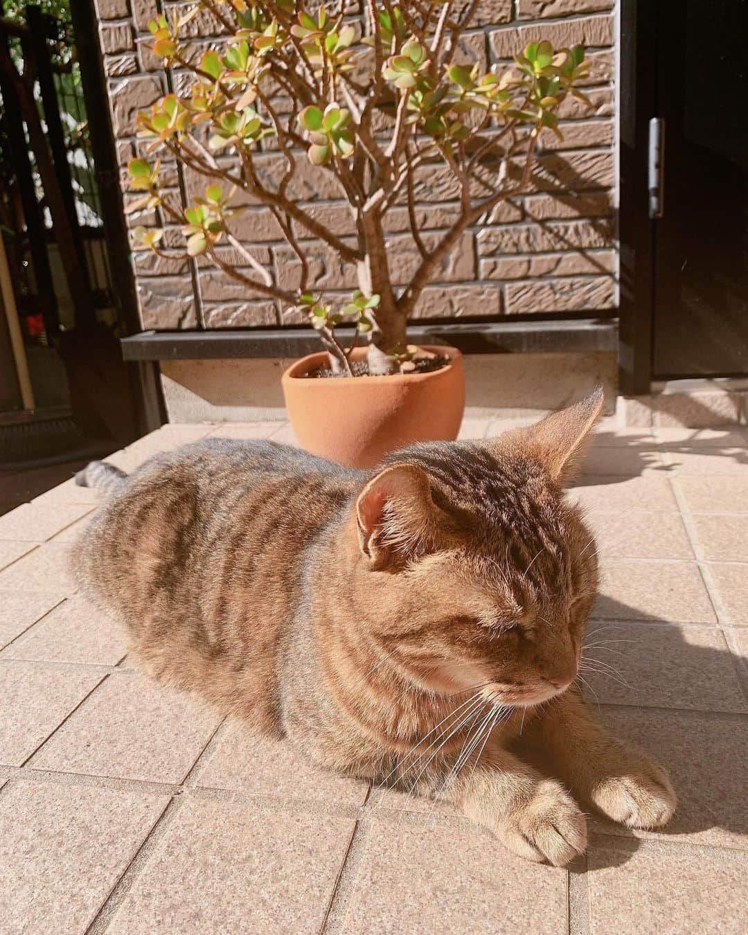 みはとさんのインスタグラム写真 - (みはとInstagram)「ちゃちゃ君も🐾 ・ ・ ・ #茶々丸 #茶トラ #お散歩ねこ #びびさんのことは #あんまり好きじゃない #びびさん連れて帰ると #いつも怒られる #ごめんね #たまには一緒に寝たいな #実家 #帰りたくなるね #nyanstagram」6月9日 1時30分 - m2.13.0