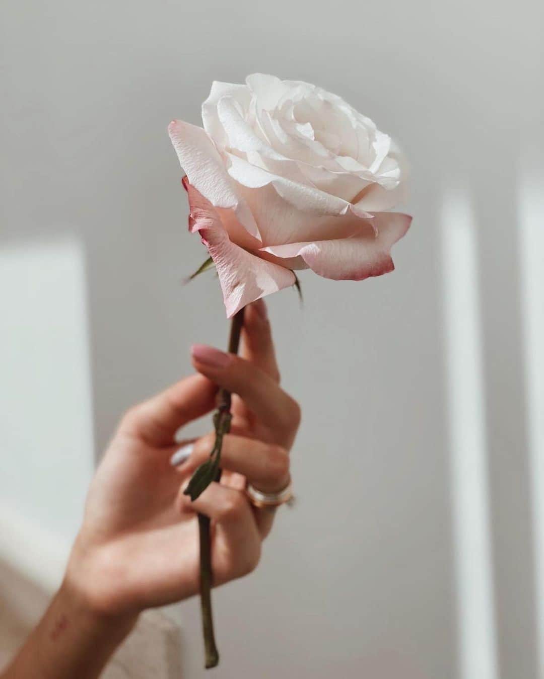 ジョアナ・サンスのインスタグラム：「🥀」