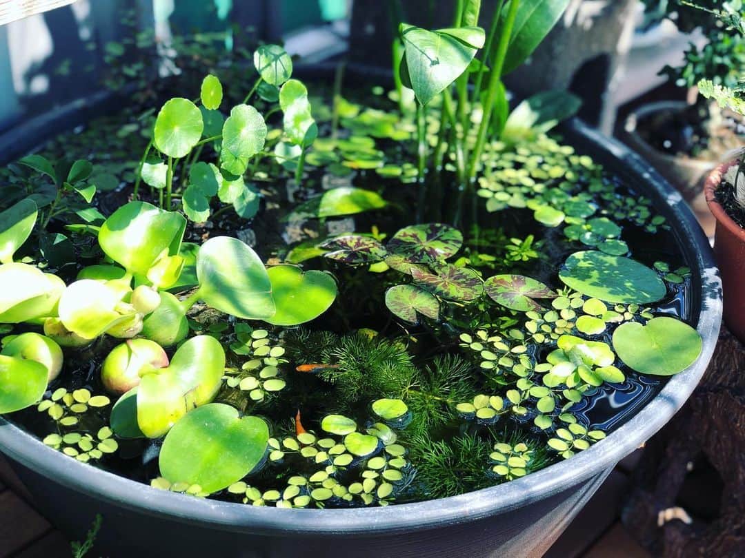 金成公信のインスタグラム：「#盆栽 #bonsai #bonsaijapan #japanesebonsai #wabisabi #bonsailovers #bonsailife #bonsaitree #bonsaiart #bonsaigram #bonsaiworld #plants #tree #greenlife #greenlifestyle #苔 #moss #睡蓮 #睡蓮鉢 #ビオトープ #biotope #メダカ #waterlilybowls」