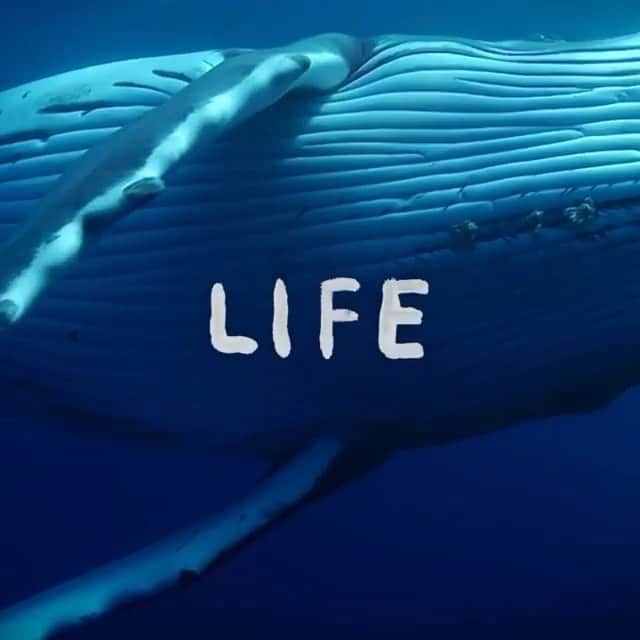 のインスタグラム：「Our world is changing in unimaginable ways. So can we.  Over the last half century, humans have altered the chemistry of the oceans. We’ve made our mark on the fossil record in the waste we generate just by living every day. We’ve polluted every corner of this globe and disrupted the fragile balance that allows us to be here — the magic ecosystem behind our existence and continued survival on this finite blue planet.  In confronting the consequences, we have an opportunity like no previous generation to see what is wrong, address what is broken and reinvent the status quo.  The next 10 years will shape the next 10,000 to come. The only way we will rewrite our story and protect the future - for the oceans and humanity - is together.  This is our defining decade. We have so much work to do.  Today and every day, thank you for being a part of this movement. Happy World Oceans Day 🌊 @parley.tv」
