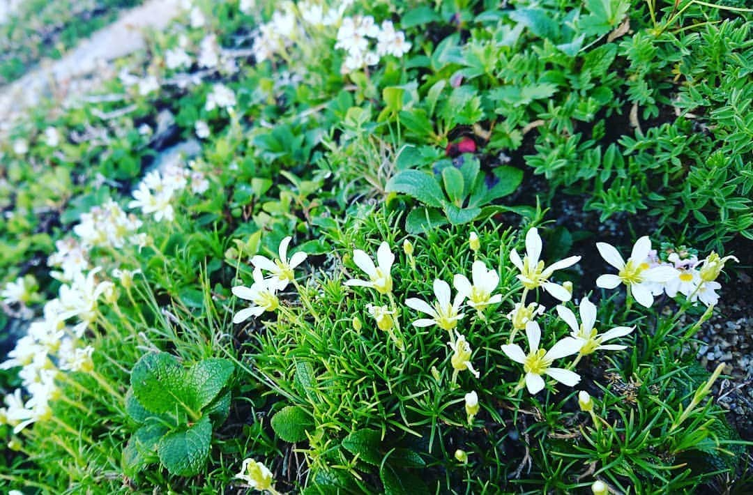 桜花さんのインスタグラム写真 - (桜花Instagram)「おやすみなさい🌷  毎日が選択🍀明日もきっと 素敵なことがありますように🍀  #おやすみなさい #素敵な夢を #goodnight  #flowers #flower  #mountain  #mountains #山  #山登り  #花  #高山植物 #hiking  #hike  #hiker  #hikewithpk #mountainpic  #mountainphotography」6月9日 2時38分 - mountainohka