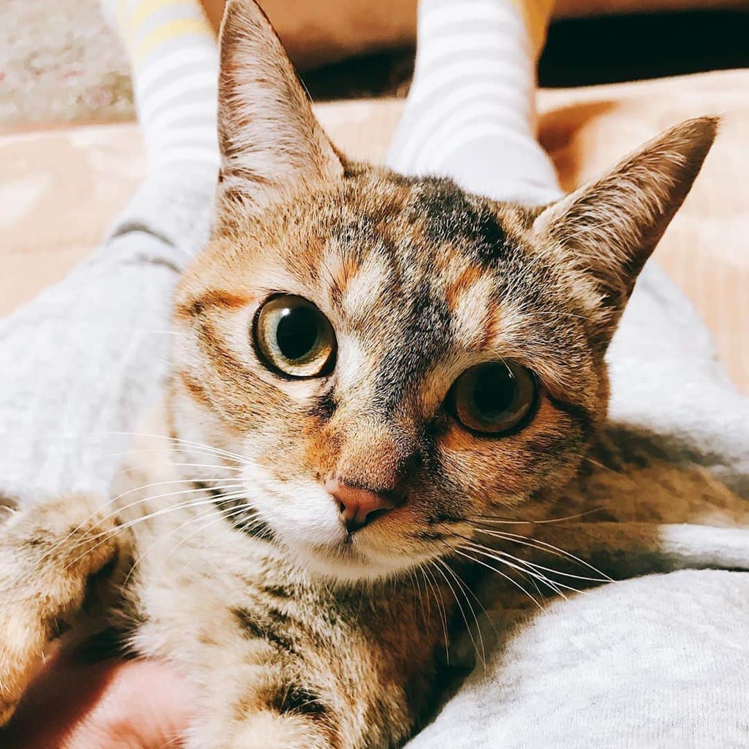 本間昭光のインスタグラム：「かわいい🐱」