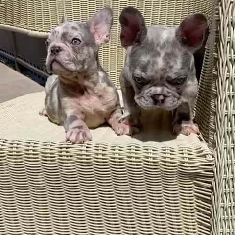 Oprahnbooのインスタグラム：「Lilac merle lovely #frenchielove #dogoftheday #doglover #dogofinstagram  #dogoftheworld  #tag #share」