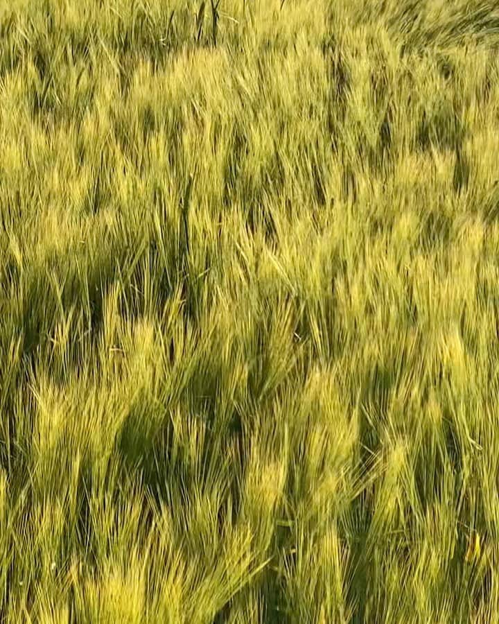Mathilde Goehlerのインスタグラム：「Perfection 💚🌾」