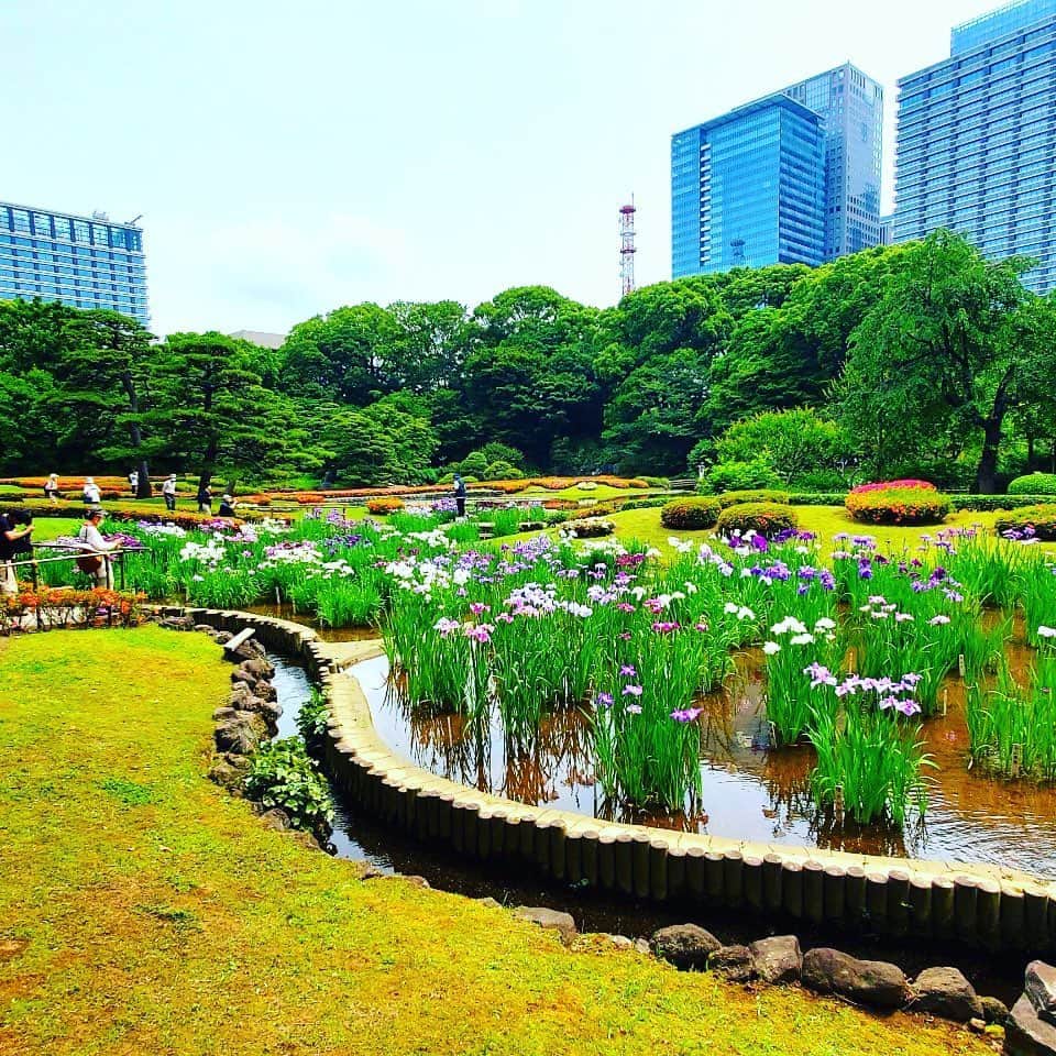 皇居ランナビのインスタグラム：「6/2から再開した皇居東御苑。  いま、二の丸庭園の菖蒲園が見頃です✨  大手町の高層ビルをバックに、菖蒲の彩りがとっても生えます🥰  皇居ランの際、ちょこっと足を延ばしてみてくださいな😁  #皇居 #皇居ランナビ #皇居ラン #皇居ランナー #おもてなしランナー #ランニング #ハシリマスタグラム #running #runner」