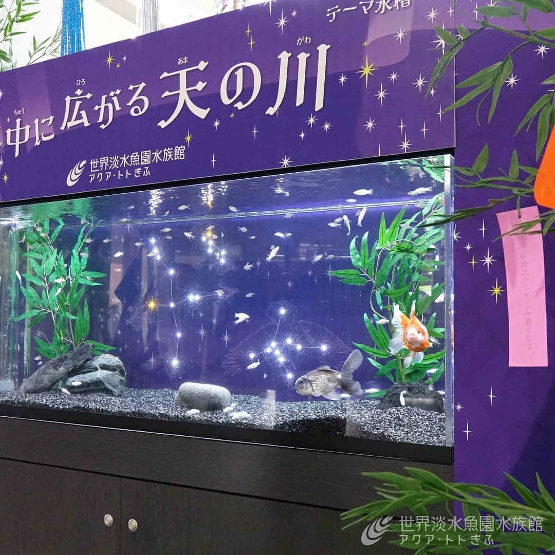 世界淡水魚園水族館 アクア・トト ぎふのインスタグラム：「テーマ水槽「水中に広がる天の川」が本日よりスタート！  水槽の背景には輝く星座を設置し、織姫と彦星をイメージした金魚たちがゆったりと泳ぎます。スタッフが願い事を書いた短冊もお楽しみください。  #アクアトト#アクアトト岐阜#アクアトトぎふ#水族館#aquarium#七夕」