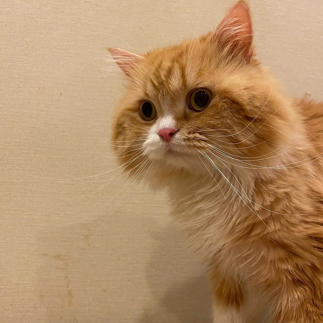Haruのインスタグラム：「🧡」