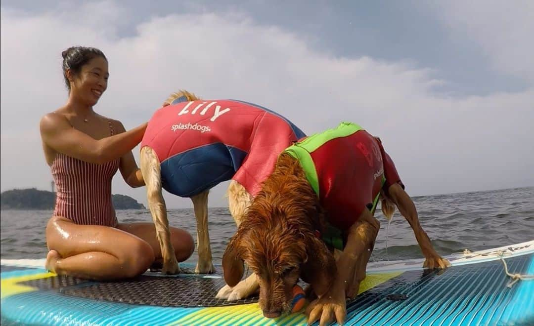 大村 奈央さんのインスタグラム写真 - (大村 奈央Instagram)「☀️朝、ササっと水浴び🛁 👙 @roxy @roxyjapan #goldenretriever #dogs #surfingdog #ゴールデンレトリバー #ベルサニ」6月9日 13時20分 - naoomura