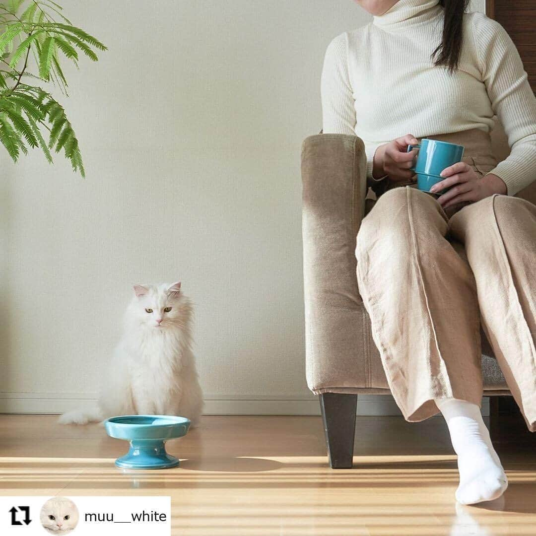 有限会社マルヒロさんのインスタグラム写真 - (有限会社マルヒロInstagram)「#Repost @muu__white⁠⠀ ⁠⠀ わが家のペット食器迷子が解決しそうな予感。うれしい。☺️ ．⁠⠀ ．⁠⠀ 新しくお迎えしたのはマルヒロ⁠⠀ @maruhiro.hasami のフードボール。⁠⠀ ．⁠⠀ 撮影にすこし協力させていただいたのだけれど、使ってみてわが家のフードボール問題解決！となりました◎⁠⠀ ．⁠⠀ muuはごはんが欲しいと「にゃはんくれー！」ってうつわにスリスリしちゃうクセがあって、軽かったり不安定なボールだと危ないこともあったのだけれど、このフードボールは脚つきなのにドシっとしていて、ズレたり倒れたりする心配がない！！⁠⠀ ．⁠⠀ ガツガツ食べる少しやんちゃなコとかでもこれなら安心感があるかと。⁠⠀ ．⁠⠀ デザインもインテリアになじむし、なにより「ペットも家族」っていうマインドで、ものづくりされているブランドなので、お揃いのマグとか器があるのも素敵。⁠⠀ ．⁠⠀ ．⁠⠀ ⁠⠀ #cat⁠⠀ #catstagram⁠⠀ #catlife⁠⠀ #猫⁠⠀ #ねこ⁠⠀ #しろねこ⁠⠀ #whitecat⁠⠀ #シロネコ ⁠⠀ #白ねこ⁠⠀ #ねこすたぐらむ⁠⠀ #猫と暮らす⁠⠀ #長毛猫 ⁠⠀ #ちょうもうねこ⁠⠀ #고양이⁠⠀ #흰색⁠⠀ #貓咪日常⁠⠀ #もふもふ⁠⠀ #快適空間アドバイザー⁠⠀ #マルヒロ⁠⠀ #ペット食器⁠⠀ #フードボール」6月9日 13時47分 - maruhiro.hasami