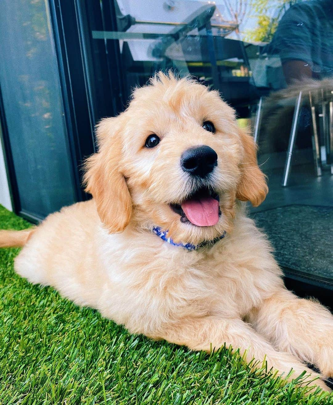 スコット・ホアイングさんのインスタグラム写真 - (スコット・ホアイングInstagram)「YALL! meet me and marky’s new baby, bubba! he loves treats, napping, and chewing on my nice rug ❤️ @bubbatheminidoodle」6月9日 6時21分 - scotthoying