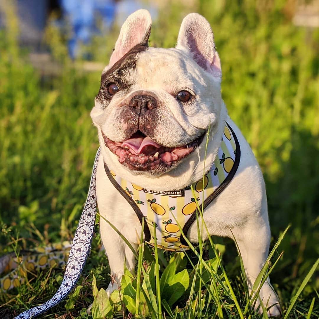 Manny The Frenchieのインスタグラム：「The world always looks brighter from behind a smile.」