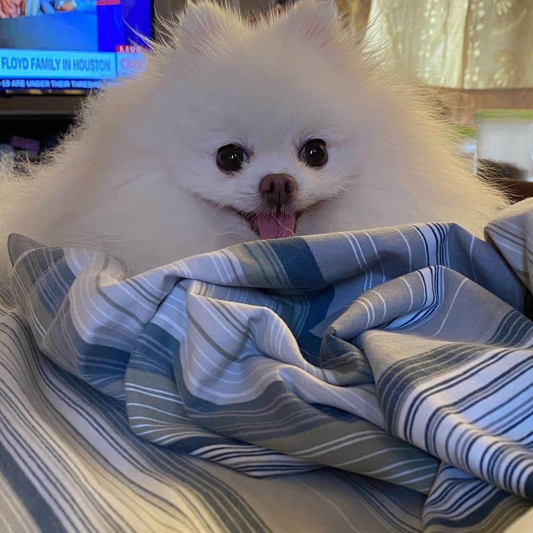 JEWELのインスタグラム：「Good morning mom!stealing your blanket too 🥰🐶🙂」