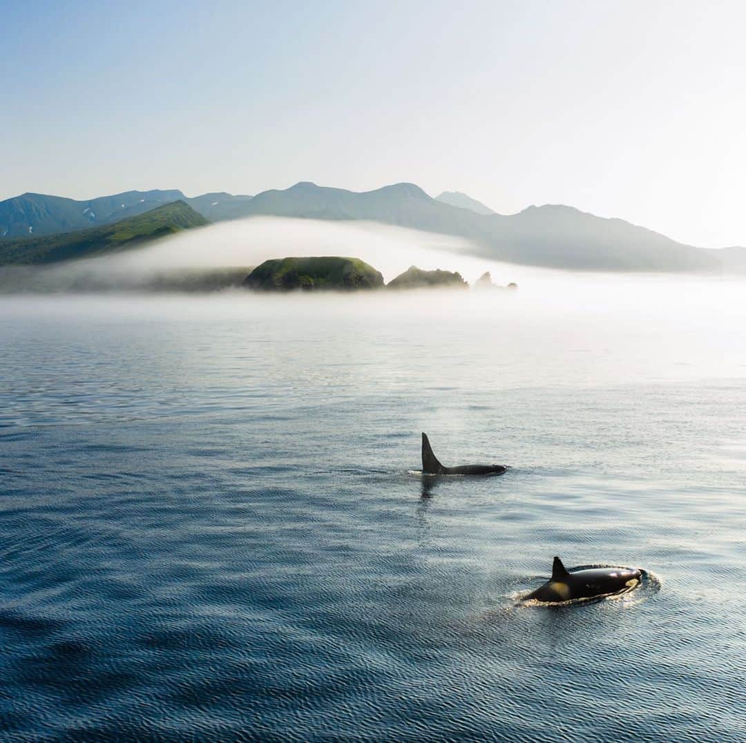 クリス・バーカードのインスタグラム：「There’s solace to be found in the sea, even here we can see that we’re all just guiding each other home. #worldoceansday」