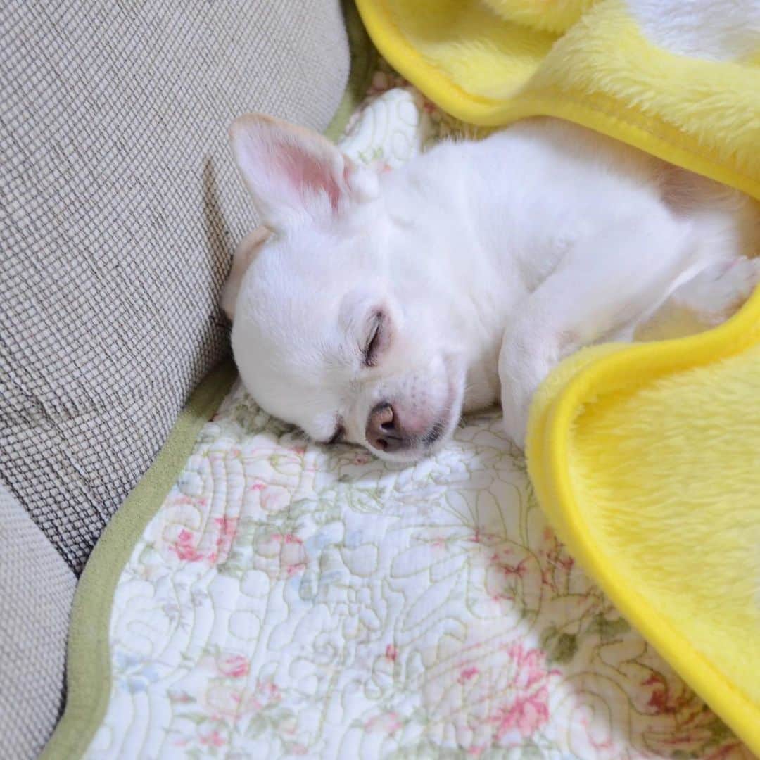 KORIKIのインスタグラム：「おはようございます♪ * 安心して眠っています😴 #dogofsapporo #dog, #dogs, #dogstagram,#chihuahua,#犬バカ部,#チワワ,#koriki, #hanadog #白スムチ連合会, #スムチー,  #dogofthedayjp, #dogoftheday  #ilovemydog #instadog #instapet #WhiteChihuahua  #吉娃娃 #치와와  #dogsofinstagram #Chihuahualover  #ชิวาวา #チワワの輪 #barkbox #WhiteChihuahuaParty #もふもふモフモフ」
