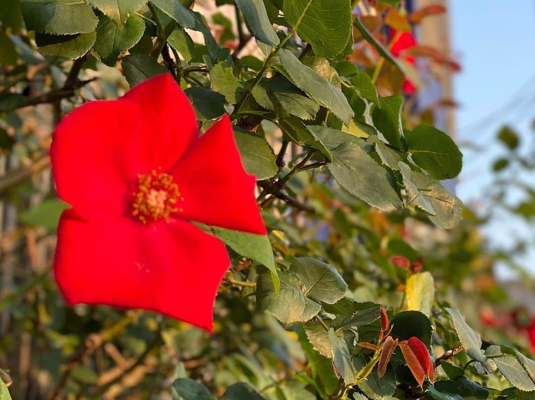 のインスタグラム：「‪#バラ日記 #roses‬ ‪41日目‬ ‪早朝ver.  アルティシモ  イングリッドバーグマン  ピエールドロンサール  チアガール  アンナプルナ  フランソワーズゴジャール  シャルルドゴール  ラプソディインブルー  ジャンヌダルク  ラフランス ‪#roses🌹 #rosestagram #rose‬」