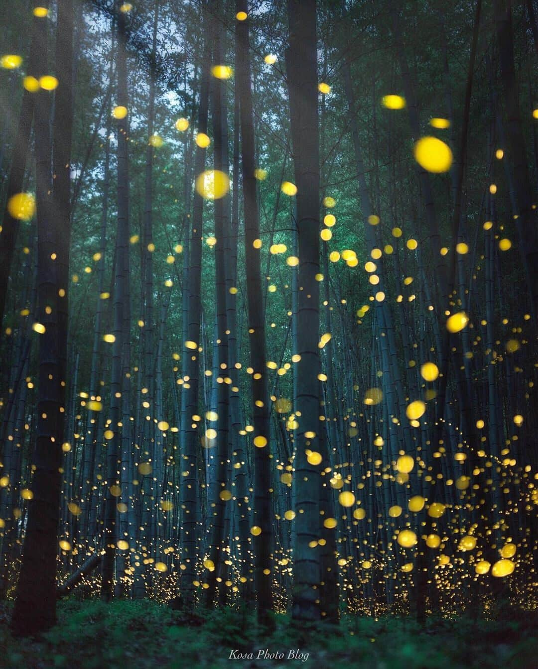 コサさんのインスタグラム写真 - (コサInstagram)「Japanese fireflies 月光に引き寄せられるように空へと舞うヒメボタル🤩 竹林とホタルの相性はとてもいいですね👍 竹取物語みたいですよね〜 美しい竹林ポイントを見つけたので来年も楽しみです🙋‍♂️ . Location:和歌山 Wakayama / Japan🇯🇵 Date:2020.6.5 . #ホタル #蛍 #竹林 #姫蛍 #japan_night_view_member #longexposure_japan #Impressive_gallery #sorakataphoto #s_shot #light_nikon #art_of_japan_ #tokyocameraclub #dpj_member #IG_PHOS #photo_jpn #ptk_japan #pt_life_ #bestjapanpics #Rox_Captures #kf_gallery_vip #LBJ_VIP #広がり同盟メンバー #nipponpic_member #special_spot_vip #japan_of_insta #bestphoto_japan #colore_de_saison #jgrv_member #Lap_2020 #raw_community_member」6月9日 8時10分 - kosa_photo