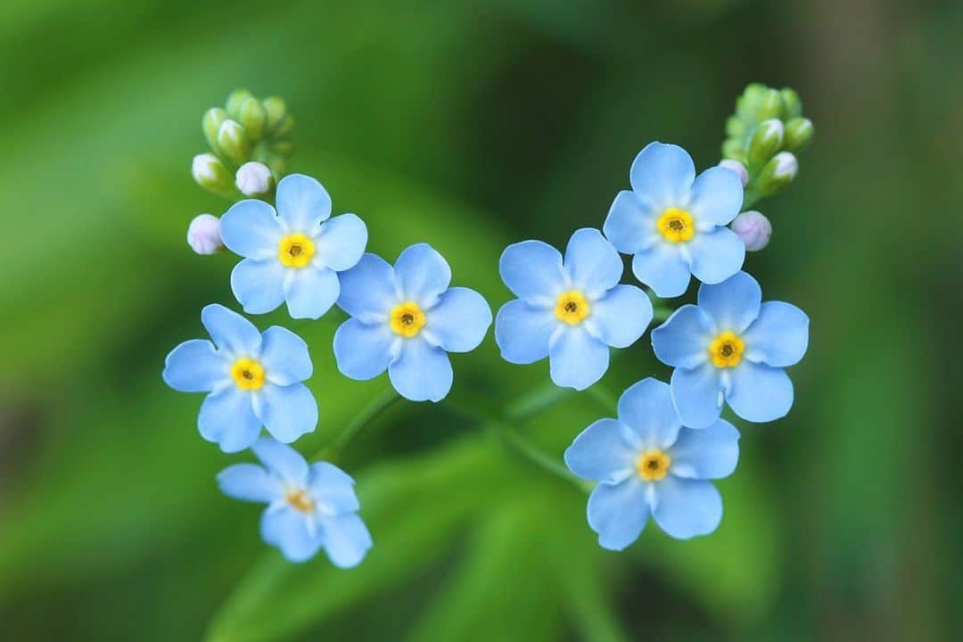 thephotosocietyさんのインスタグラム写真 - (thephotosocietyInstagram)「Photo by @joepetersburger/@thephotosociety // FORGET-ME-NOT // #flowers of a true forget-me-not (Myosotis scorpioides). Have no idea why they are called „true”, but defenitely one of the most appealing species from all of this lovely genus. Grows beside the lake, which is just 5 minutes away with bicycle from our home in #Hungary. No need to travel far away for fantastic experience. Travel less, discover your backyard, reduce your ecological footprint! #forgetmenot #macro #macrophoto」6月9日 8時11分 - thephotosociety
