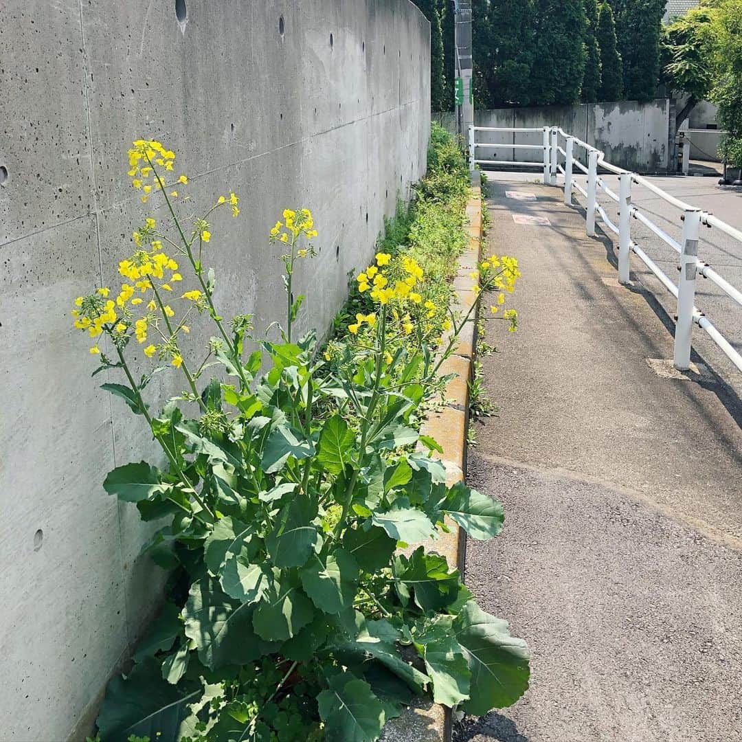 岡田育さんのインスタグラム写真 - (岡田育Instagram)「Field Mustard...? Rapeseed...? Colza...? It’s called Nanohana (vegetable flowers) in Japanese. I can’t translate this feeling into English, to me it looks beautiful and delicious. 🔍👀🥢 . 道端の草花を見て「きれいだな」と「おひたし食べたい」とが両立するこの感じを翻訳するのは難しい。 . #tokyo #jingumae #菜の花 #nanohana #rapeseed #fieldmustard #colzaflower #canolaflower」6月9日 8時19分 - okadaic