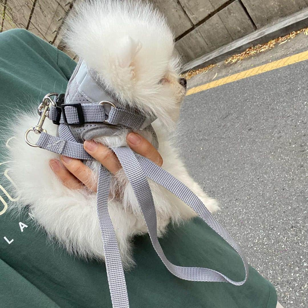 ダユンさんのインスタグラム写真 - (ダユンInstagram)「땡모닝 🌞 산책 두번째  Ddangmo’s Second walk 🐶 나뭇잎 대신 돌을 씹어먹어요 ... 석기시대 초콜릿 먹는 줄  민들레 홀씨와 아기 강아지의 작은 콧바람으로  홀씨가 날아가는 귀여운 인스타 감성 영상 찍으려고 했는데  갑자기 왘 먹어서 당황  땡모 털 민들레홀씨처럼 생겼는데 종족 먹방 ... ? 🙄 . . . + 아참 여러분들 저 강아지 바람으로 샤워도 가능하고  또 목욕하고 건조 살균 가능한 펫 드라이룸 주문했어요  오늘 설치하러 오신다는데 괜히 두근두근 맘에 들으면 후기 올릴게요 ‼️‼️ . . #먹방 #댕댕이그램」6月9日 8時29分 - 2__yun__2