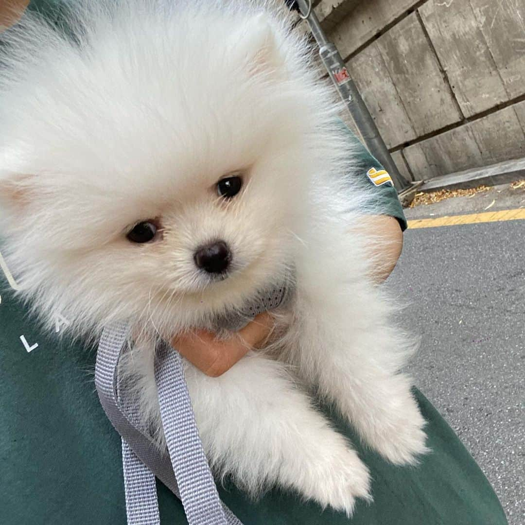 ダユンさんのインスタグラム写真 - (ダユンInstagram)「땡모닝 🌞 산책 두번째  Ddangmo’s Second walk 🐶 나뭇잎 대신 돌을 씹어먹어요 ... 석기시대 초콜릿 먹는 줄  민들레 홀씨와 아기 강아지의 작은 콧바람으로  홀씨가 날아가는 귀여운 인스타 감성 영상 찍으려고 했는데  갑자기 왘 먹어서 당황  땡모 털 민들레홀씨처럼 생겼는데 종족 먹방 ... ? 🙄 . . . + 아참 여러분들 저 강아지 바람으로 샤워도 가능하고  또 목욕하고 건조 살균 가능한 펫 드라이룸 주문했어요  오늘 설치하러 오신다는데 괜히 두근두근 맘에 들으면 후기 올릴게요 ‼️‼️ . . #먹방 #댕댕이그램」6月9日 8時29分 - 2__yun__2