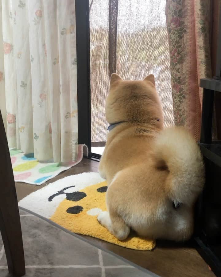 のインスタグラム：「🐾 哀愁漂う豆ちゃま💕 昨日窓辺に座って 何か考えてました … … きっとお肉🍗の事 … この後お肉の匂いに気がつき 慌てて走っていったでござる🤣✨✨ ・ ・ ・ ・ ・  先日ホタルの写真いただきました。 #美郷ホタル  美郷のゲンジボタルは、1970年（昭和45年）に「美郷のホタルおよびその生息地」として国の天然記念物に指定されています。また、ホタルが飛ぶ流域面積、数、期間とも全国でも有数の地域です。  ホタルの乱舞が見事で まるで山一面クリスマスツリー🎄 素敵な写真ありがとうございました✨✨ … Photo thank you💕 @okamotokazuhiro …………………………………………🖋 #徳島柴ちゃん会#マメスケざえもん#shiba#shibastagram #豆柴#shibainu #dog#日本#9gag @9gag @dog #柴犬がいる暮らし #shiba_snap#🐕📷 #狗  #松井証券　#proudshibas #りんりん部#柴犬#시바견#一只狗#animalland #西巴犬 #サンデイ #anicas #徳島 #いぬすたぐらむ  #柴犬大好き」