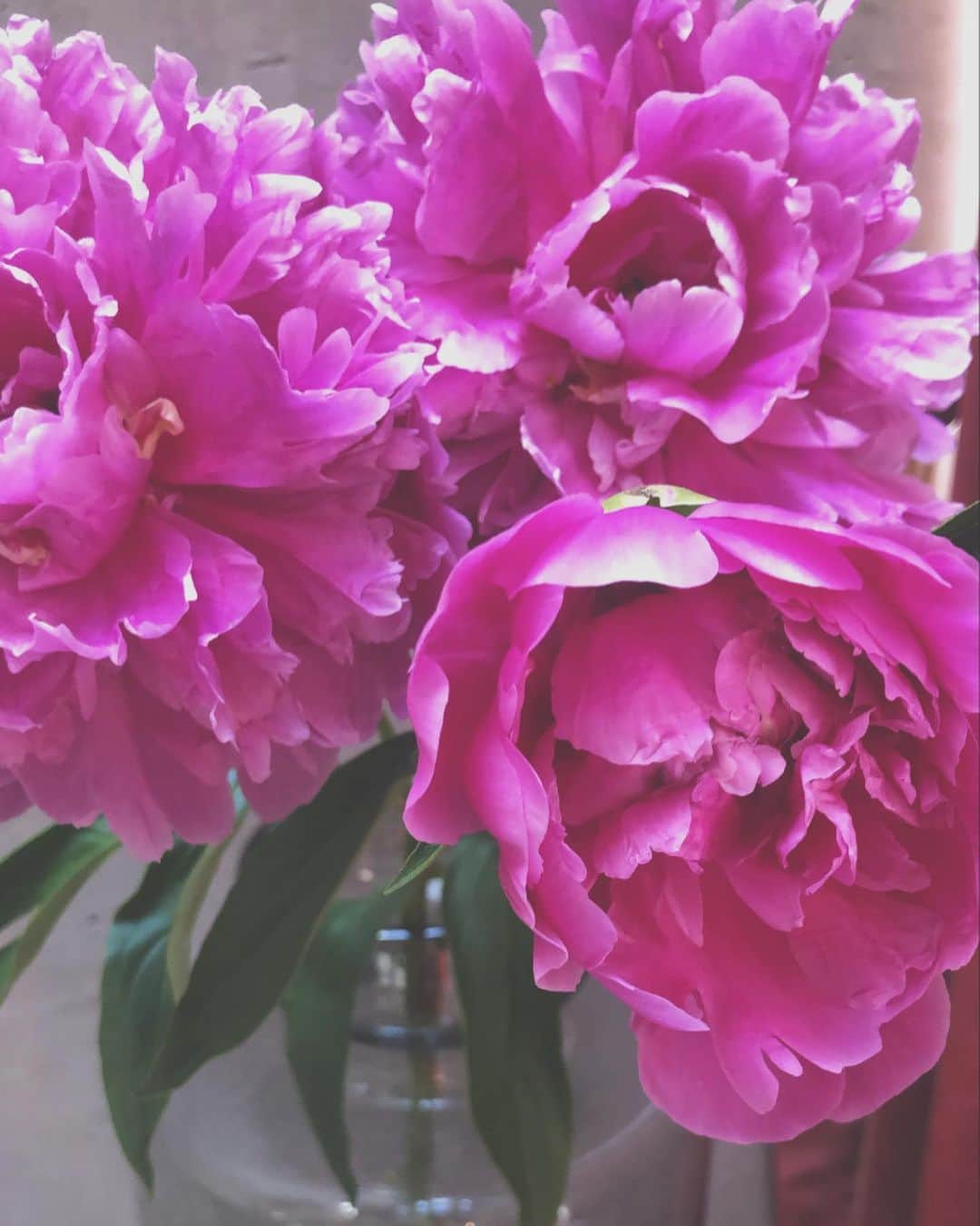河野麻里さんのインスタグラム写真 - (河野麻里Instagram)「・ ・ ここ数ヶ月で いろいろ変わった事で 自分自身も いろんなことを 考え直せました  とりあえず 健康でいよう お花飾ろう 豆食べよう ・ ・ #花のある暮らし  #浜松市」6月9日 9時02分 - brillantmari