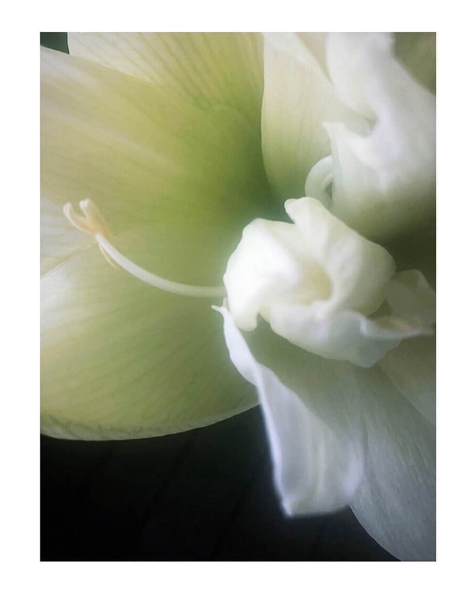 loin.officialさんのインスタグラム写真 - (loin.officialInstagram)「初めての植え替え 昨年頂いたアマリリスを 植え替えて１年あまり 今朝、大輪の花を咲かせた。 大はしゃぎの子どもたち 嬉しい朝、ありがとう。」6月9日 9時14分 - loin.official