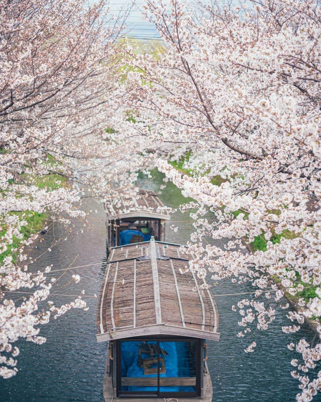 もろんのんさんのインスタグラム写真 - (もろんのんInstagram)「気づけば紫陽花の季節。 京都の桜が懐かしい。 . そうだ京都、行こう。 @soudakyoto_official 公式Instagram撮影 📷Sony α7iii」6月9日 14時45分 - moron_non